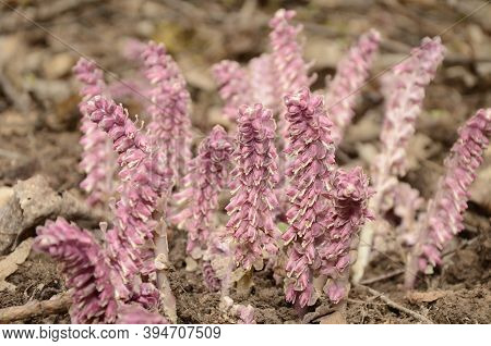 Parasitic Plant Common Toothwort (lathraea Squamaria).