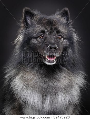 Keeshond