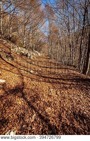 Trekking Footpath In Autumn With Beech Trees And Dry Leaves In Italian Alps, Mountain Of Corno D'aqu