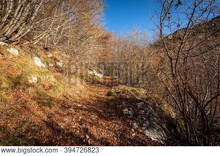 Trekking Footpath In Autumn With Beech Trees And Dry Leaves In Italian Alps, Mountain Of Corno D'aqu