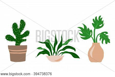 Indoor Garden Plants And Fresh Flowers Isolated On White Background. House Growing Potted Houseplant