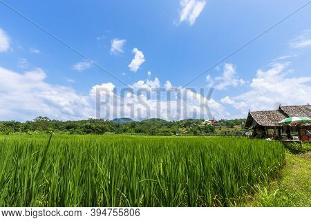 Rice Fields And Sutongpe Wooden Bridges, Mae Hong Son Province, Northern Thailand