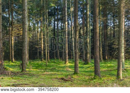 Spruce Trees In The Nature Preserve Of Borger, Netherlands
