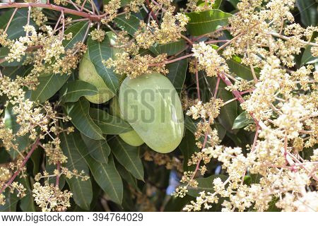 Young Mango Fruit With Inflorescence Bloom On Tree With Sunlight On Blur Nature Background.