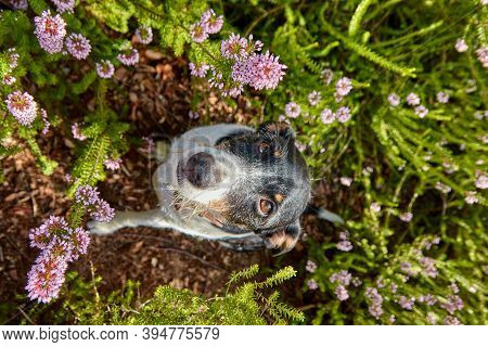 Dog In Nature In A Campsite With Very Bright Colors