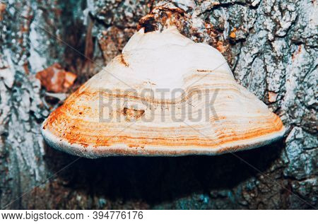 Birch Polypore On The Tree Bark . Conk Growing On The Trunk
