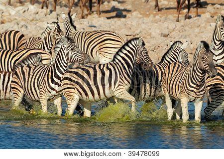 Plains zebraer i vand
