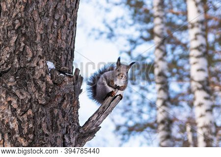 A Gray Squirrel With A Fluffy Red Tail Sits On A Large Thick Tree In The Winter Forest.
