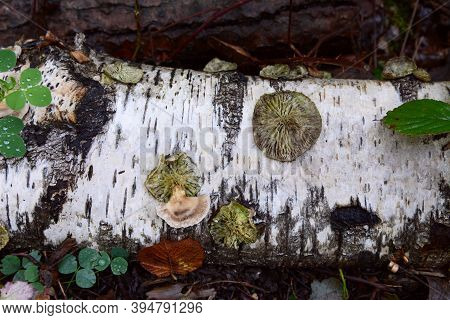 Round Discs Of Bracket Fungus On A Fallen Silver Birch Log, Rotting On A Forest Floor