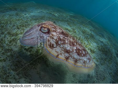 Pharaoh Cuttlefish Is Swimming Over Sea Grass In Red Sea