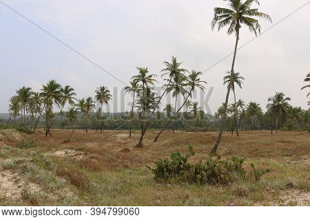 Field With Palm Trees Goa Morjim India