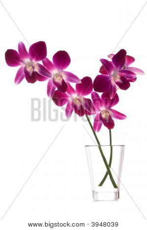 Orchidee