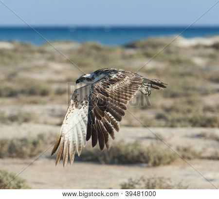 비행 중에 큰 물 수리 새