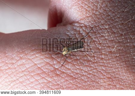 A Mosquito Bites A Person With Insect-borne Infections.