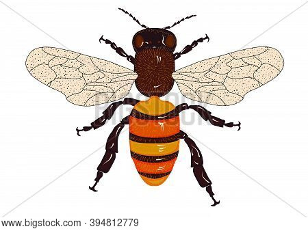 Apis Mellifera Isolated On A White Background