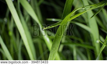 A Drop Of Dew On The Grass