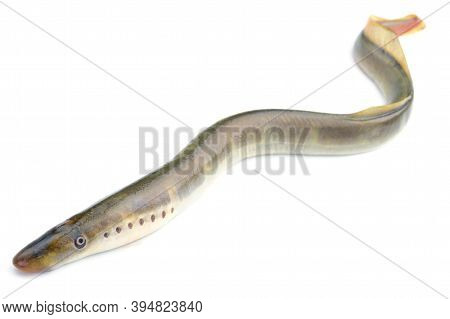 River Lamprey, Isolated On A White Background, A Species Of Predatory Jawless Fish In The Family Lam