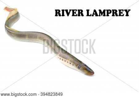 Lamprey River, Isolated White Background, Freshwater Fish Species Of Predator Family Of Jawless Mina