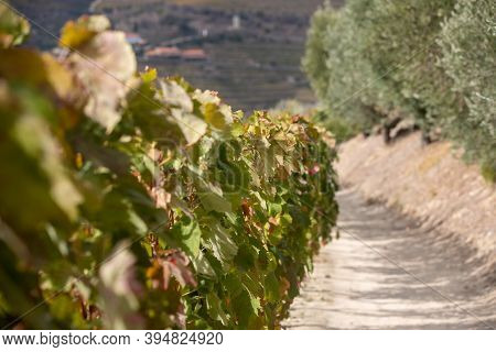 Top View Of River, The Hills With The 
