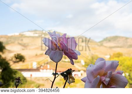 Close-up Of A Pink Rose On A Backdrop Of The River, Hills, 