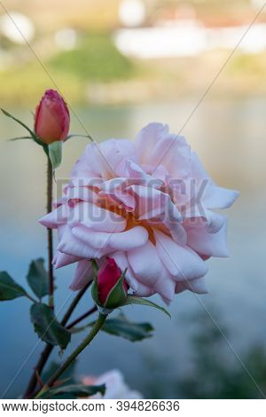 Close-up Of A Pink Rose On A Backdrop Of The River, Hills, 