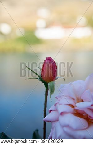 Close-up Of A Pink Rose On A Backdrop Of The River, Hills, 