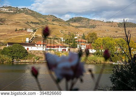 Close-up Of A Pink Rose On A Backdrop Of The River, Hills, 