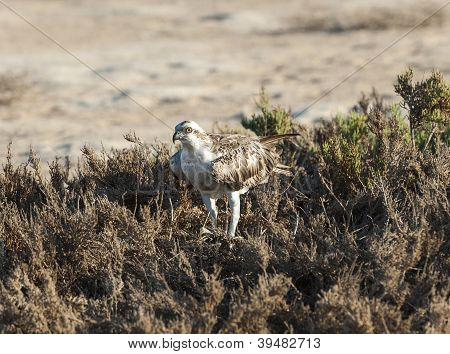 Osprey grandes aves estaban paradas en arbustos