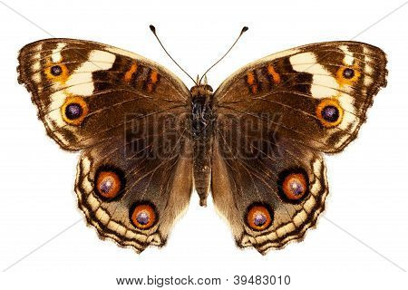 Butterfly arter Junonia Orithya eyed