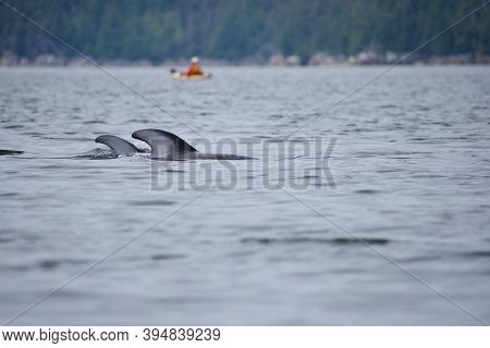 Two Pacific White-sided Dolphins Surface Behind A Kayaker In The Broughton Archipelago On An Overcas