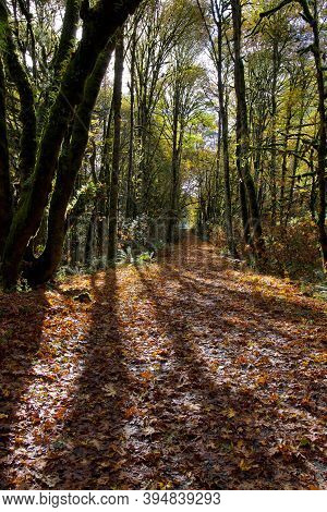 Sun Streams Through Maple Trees Along An Autumn Leaf Covered Country Lane, Goldstream Provincial Par
