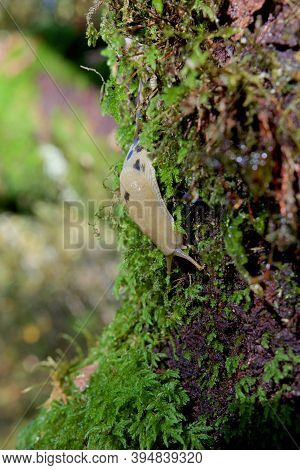 Pacific Banana Slug Creeps Along Trunk Of Big Leaf Maple Tree In The Moss, Goldstream Provincial Par