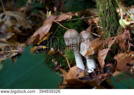 A Clump Of Brown And White Mushrooms Grows Out Of The Fallen Maple Leaves On The Forest Floor, Golds