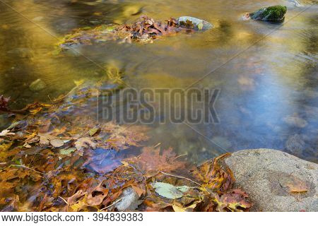 Glowing Golden River Runs Between Rocks And Maple Leaves, Goldstream Provincial Park, Vancouver Isla
