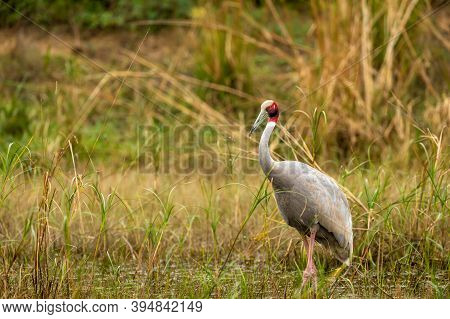 Sarus Crane Or Grus Antigone Portrait With Water Droplets In Air From Beak In Natural Green Backgrou