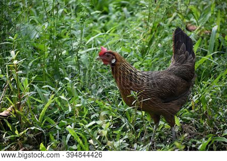 A Beautiful Leg Horn Chicken Is Grazing In Field