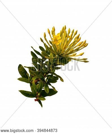 Bunch Of Yellow Petals Ixora Flower Plant Blooming On Green Leaf, Isolated Die Cut With Clipping Pat