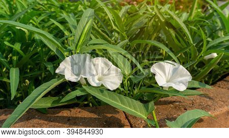 White Petal Of Morning Glory Plant Or Water Spinach Vegetable Blooming On Green Leaves Under Sunligh