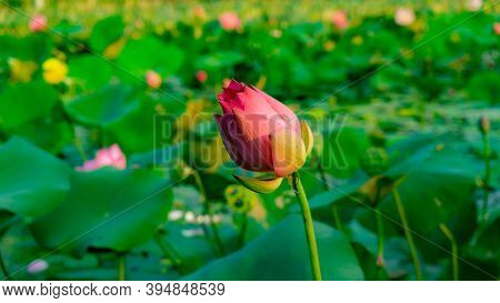 Beautiful Pink Petals Of Bud Lotus Flower Blooming On Green Leaves In A Pond And Natural Landscaped