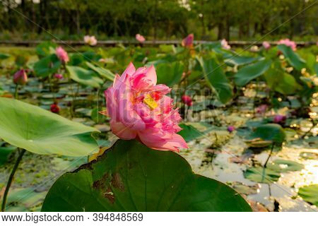 Beautiful Pink Petals Of Lotus Flower Blooming On Green Leaves In A Pond And Natural Landscaped