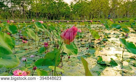 Beautiful Pink Petals Of Bud Lotus Flower Blooming On Green Leaves In A Pond And Natural Landscaped