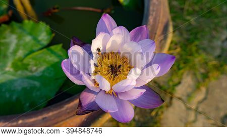 A Bunch Purple And White Petals Of Blue Water Lily Ina Thw Planting Pot, Know As Blue Egyptain Lotus