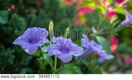 Beautiful Purple Color Petals Of Britton's Wild Petunia Flower Plant Know As Mexican Bluebell Bloomi