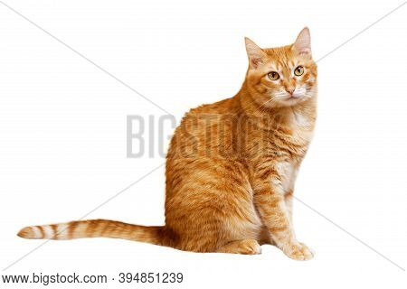 Red Cat Sitting Sideways And Looking Turned Into The Camera. Isolated On White.