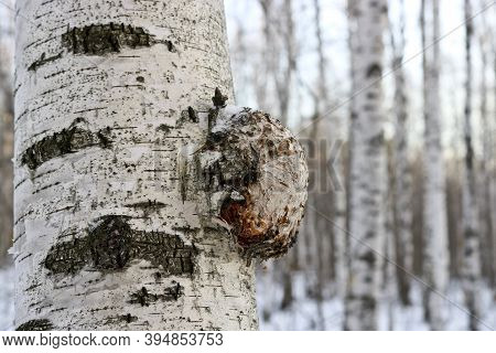 Chaga (inonotus Obliquus) Is A Fungus From The Hymenochaetaceae Family. Potential Medicine For Coron