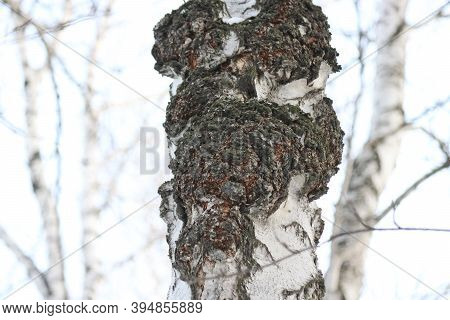 Chaga (inonotus Obliquus) Is A Fungus From The Hymenochaetaceae Family. Potential Medicine For Coron