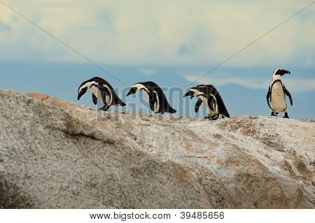 Pinguini africani di Jackass