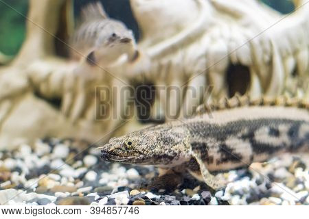 Polypterus Palmas, A Species Of Freshwater Fish Swimming In The Aquarium.