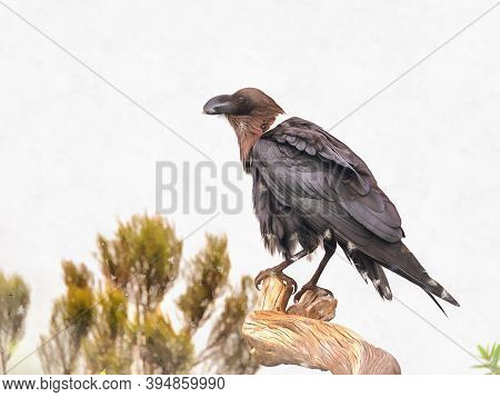 Thick-billed Raven Colorful Painting, Corvus Crassirostris, Mgahinga National Park, Uganda.