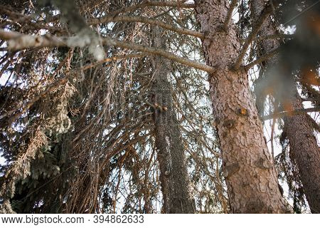 Tall Pine With Squirrel On A Pine Tree In Forest
